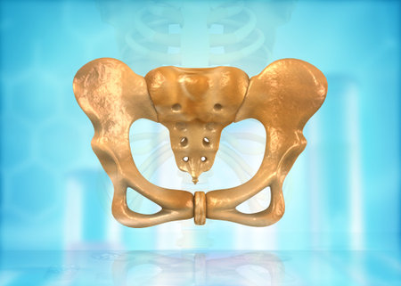 Skeleton of human pelvis. 3d illustration