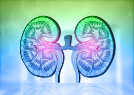 Cross section of human kidney on science background. 3d illustrationの写真素材