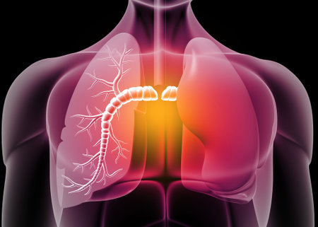 Anatomy of human lungs. 3d render