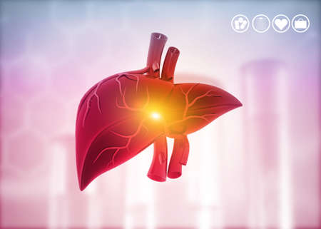 Human Liver Anatomy on medical background. 3d illustration	の写真素材
