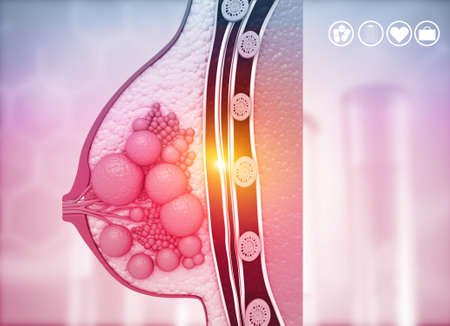 Cross section of female breast anatomy on medical background. 3d illustrationの写真素材