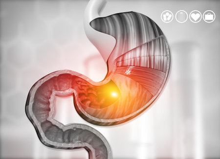 Cross section of human stomach diagram. 3d illustration