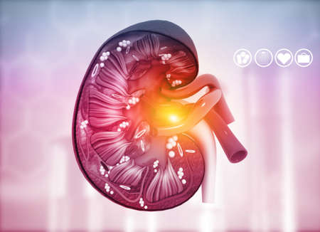 Human kidney cross section on science background. 3d render	の写真素材