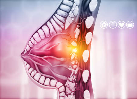 Cross section of female breast anatomy on medical background. 3d illustrationの写真素材