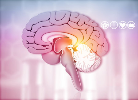 Cross section of human brain on medical background. 3d illusstration