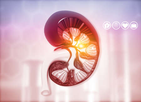 Human kidney cross section on science background. 3d renderの写真素材