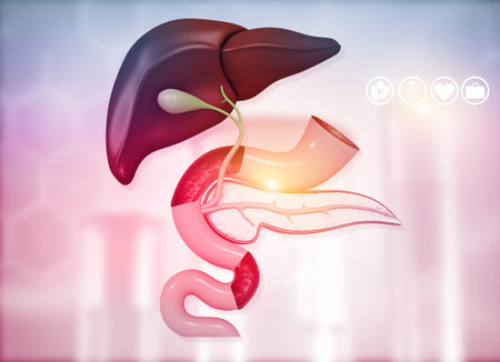 Anantomy of Liver  stomach  pancreas  gallbladder and spleen on medical background. 3d illustration