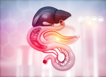 Anantomy of Liver  stomach  pancreas  gallbladder and spleen on medical background. 3d illustration	