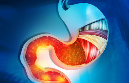 Cross section of human stomach diagram. 3d illustration	