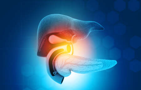 Human Liver Anatomy on medical background. 3d illustrationの写真素材