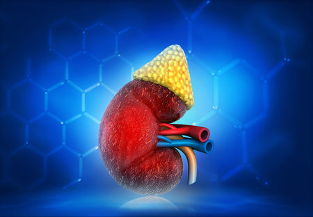Human kidney anatomy on science background. 3d render