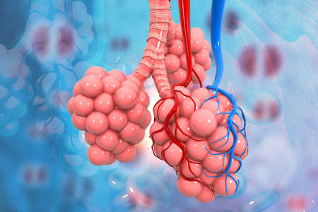 Lungs alveoli on medical background. 3d illustration	の写真素材