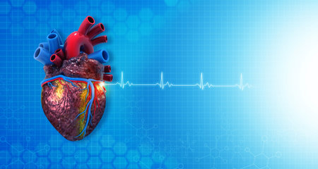 Anatomy of human heart on ecg medical background. 3d render	