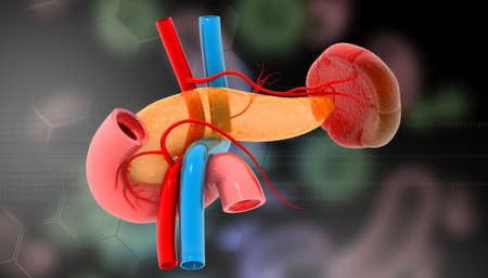 Pancreas on medical background. 3d illustration	の写真素材