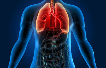 Human body with respiratory system, lungs anatomy. 3d illustration	の写真素材