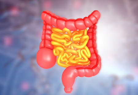 Human digestive system on scientific background. 3d illustrationの写真素材