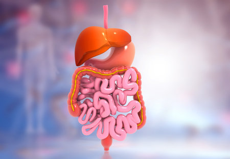 Human digestive system on scientific background. 3d illustration