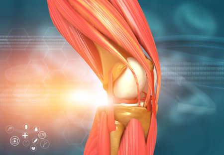 Human knee anatomy. 3d illustrationの写真素材