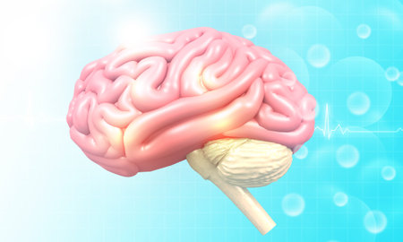 Human Brain anatomy on scientific background. 3d illustration		