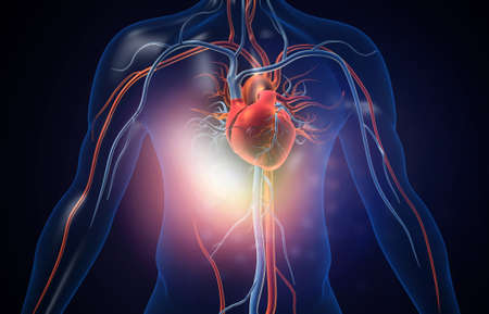 Human heart with blood vessels. 3d illustration