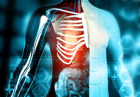 Human body cross section anatomy. Abstract science background. 3d illustrationの写真素材