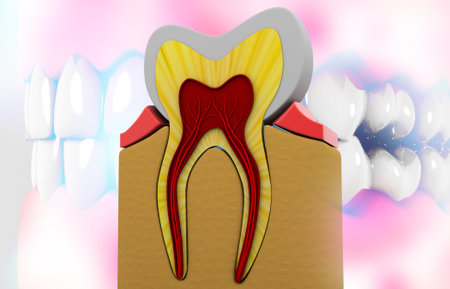 Tooth cross section. science background. 3d illustration