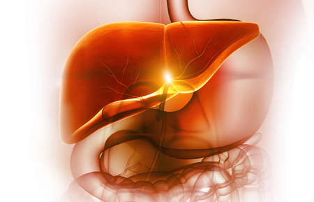 Human liver anatomy.Digestive system. 3d illustrationの写真素材