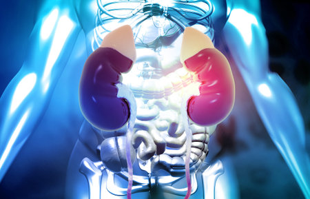 Anatomy of kidney structure with human body. 3d illustrationの写真素材