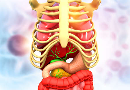 Human body anatomy. Abstract science background. 3d illustration	の写真素材