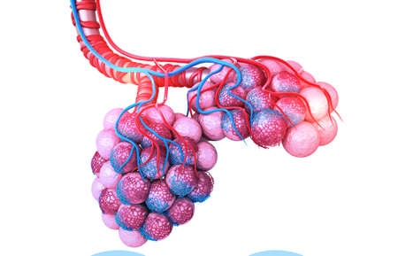 Alveoli on white background. 3d illustrationの写真素材