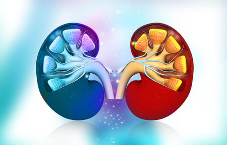 Cross section of human kidney. 3d illustration