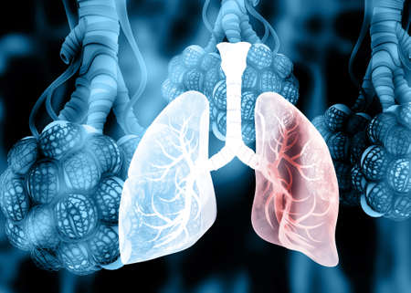 Human lungs anatomy on abstract background. 3d illustrationの写真素材