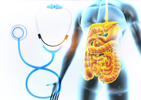 Human digestive system with stethoscope on white background. 3d illustration