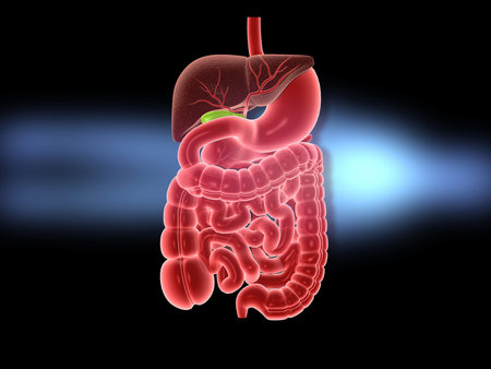 Human digestive system. 3d illustration