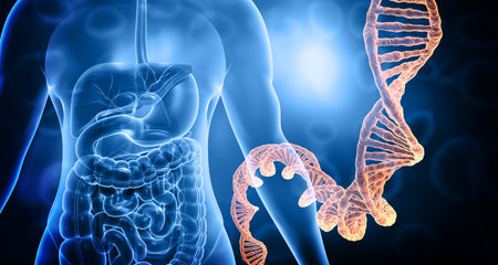 Human body anatomy with dna strand. 3d illustrationの写真素材