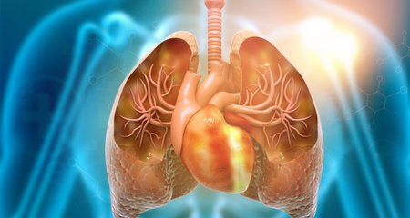 Human respiratory system. 3d illustration