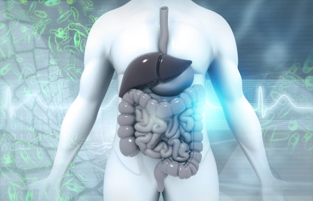 Human digestive system anatomy.3d illustrationの写真素材