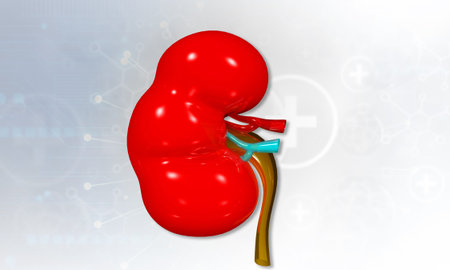 Realistic human kidney. 3d illustrationの写真素材