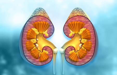 Human kidneys cross section anatomy. 3d illustration