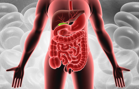 Human body digestive system. 3d illustration