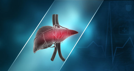 Human liver anatomy. 3d illustrationの写真素材