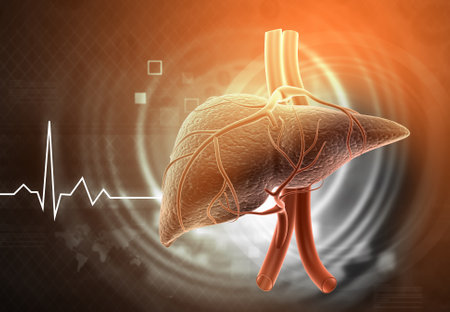 Human liver on medical background. 3d illustrationの写真素材