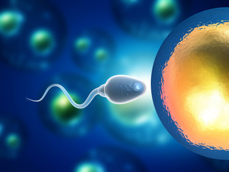Sperm and egg meet.3d illustrationの写真素材
