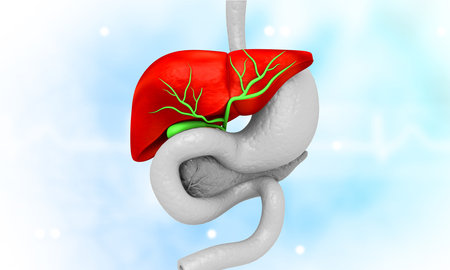 Human liver anatomy structure. 3d illustrationの写真素材
