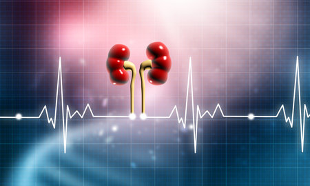 Human kidney anatomy on medical background. 3d illustrationの写真素材