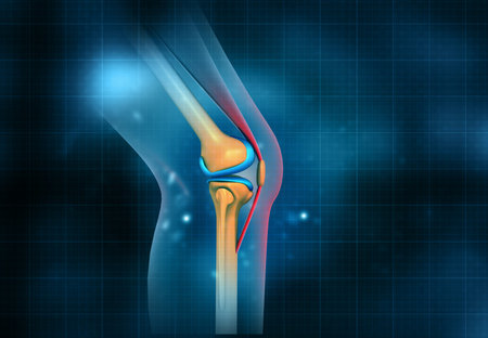 Human knee bone structure on blue background. 3d illustrationの写真素材