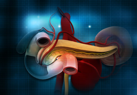 Human pancreas structure on blue background. 3d illustrationの写真素材