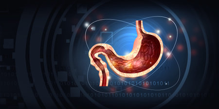 Cross section of human stomach. 3d illustrationの写真素材