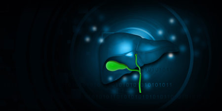 Healthy human liver. 3d illustrationの写真素材