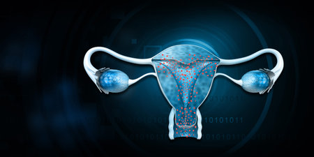 Female reproductive system on blue background. 3d illustrationの写真素材